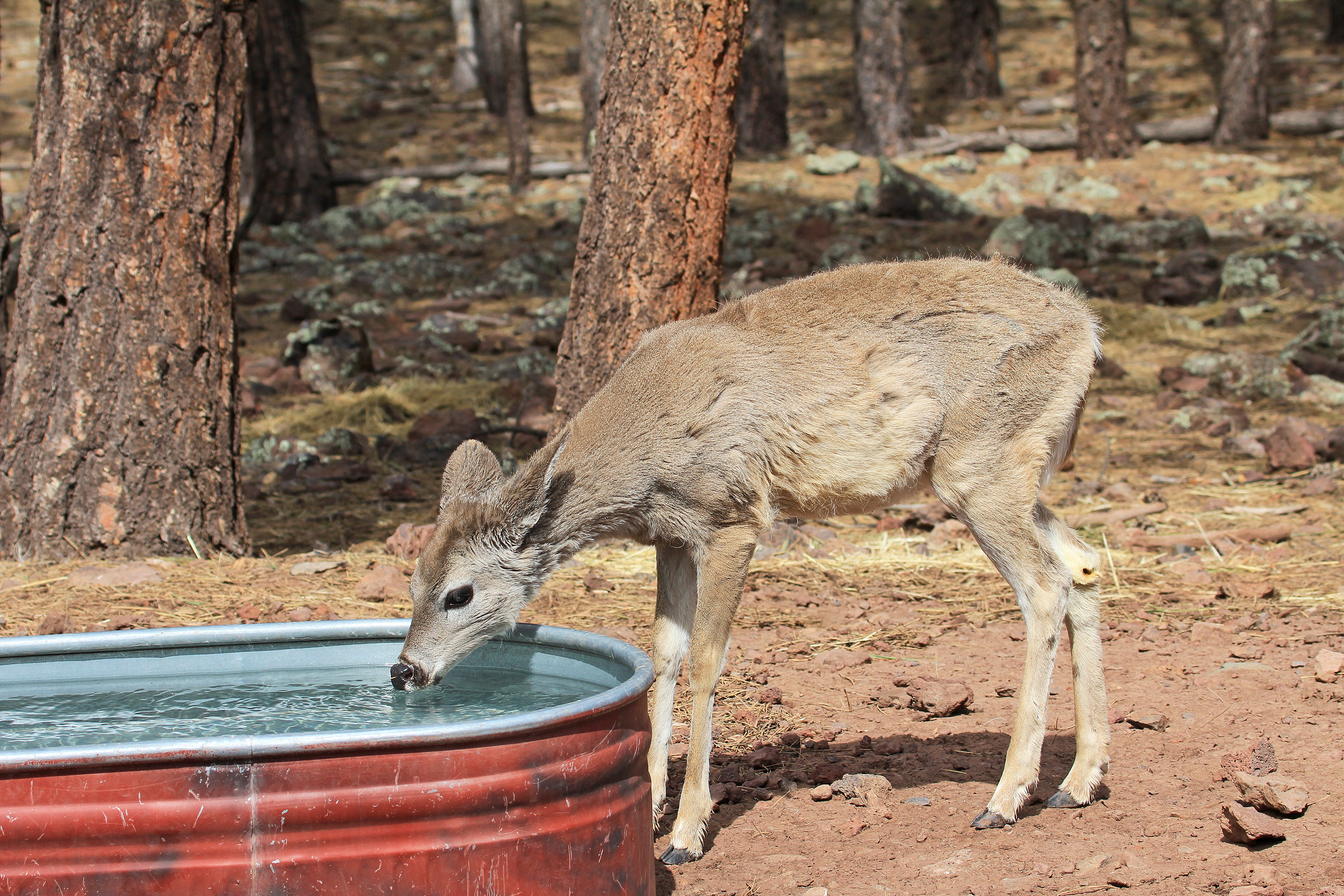 Deer drinking at a stream
